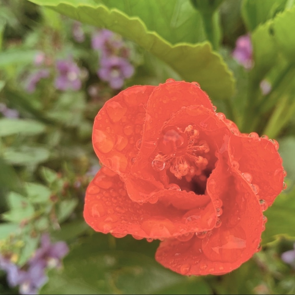 •♡ THANK YOU FOR SHOPPING WITH ME ♡•